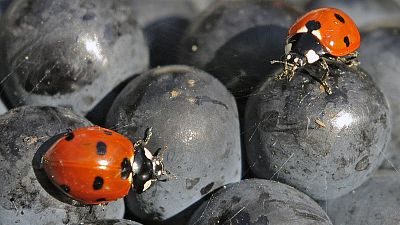 Ladybirds walk on the fruit during the harvest of Burgundy grapes on a vineyard of the Thueringer Weingut Bad Sulza near Sonnendorf, 19 September 2012