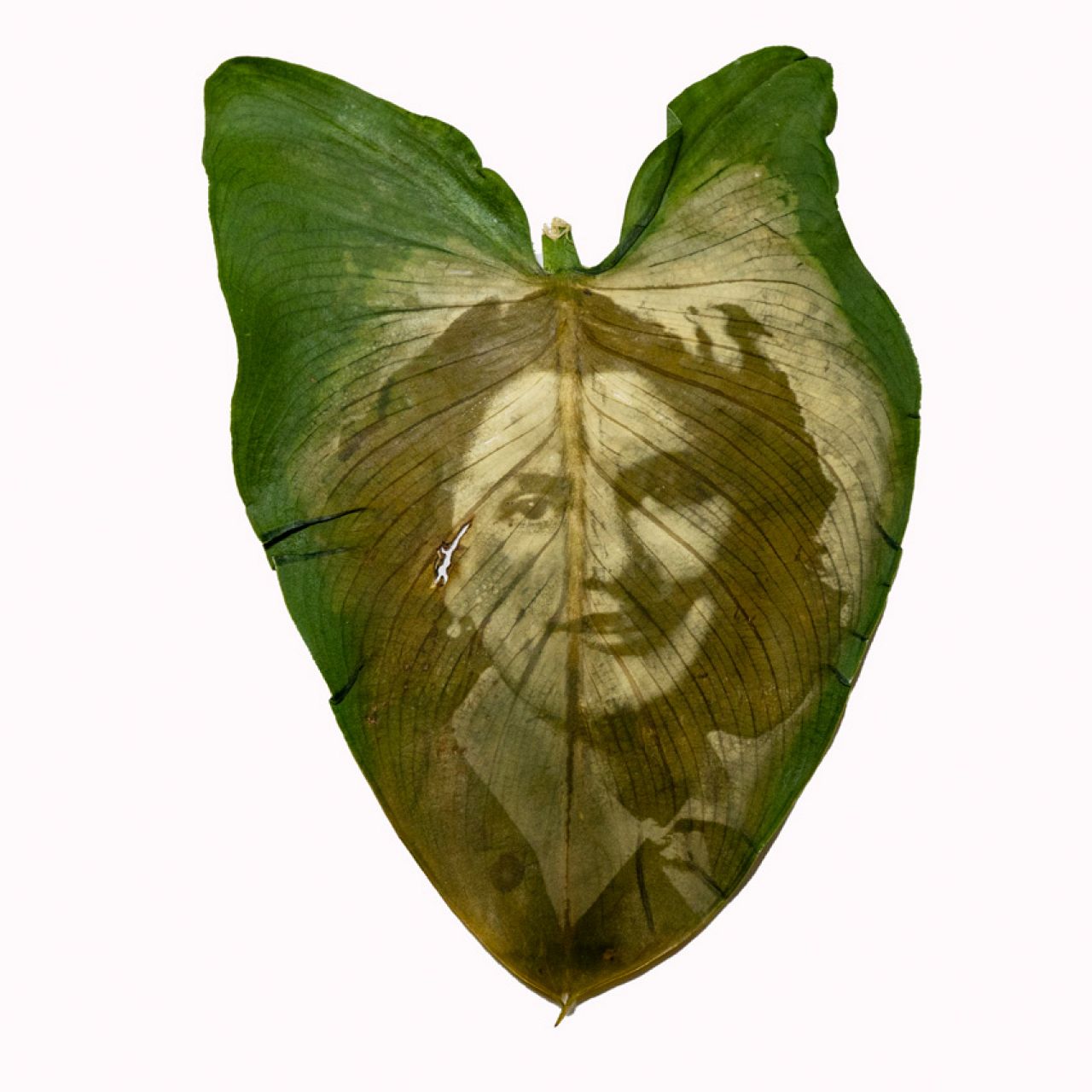 Yinna Higuera, Colombia, Shortlist, Professional competition, Creative