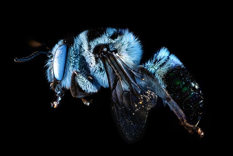 From polar bears to skateboarding rebels: The 2025 Sony World Photography Awards finalists unveiled 28 808x539 cmsv2 3a57752c 6c70 5ad9 abac b3c44b8590d0 9076220