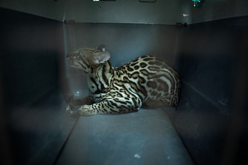 From polar bears to skateboarding rebels: The 2025 Sony World Photography Awards finalists unveiled 17 808x539 cmsv2 adce42c4 3796 5475 8942 72c932bf15d7 9076220