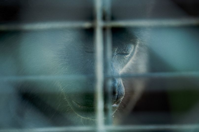 From polar bears to skateboarding rebels: The 2025 Sony World Photography Awards finalists unveiled 18 808x539 cmsv2 ff888a14 0e97 5683 ae45 7c5024cdad38 9076220