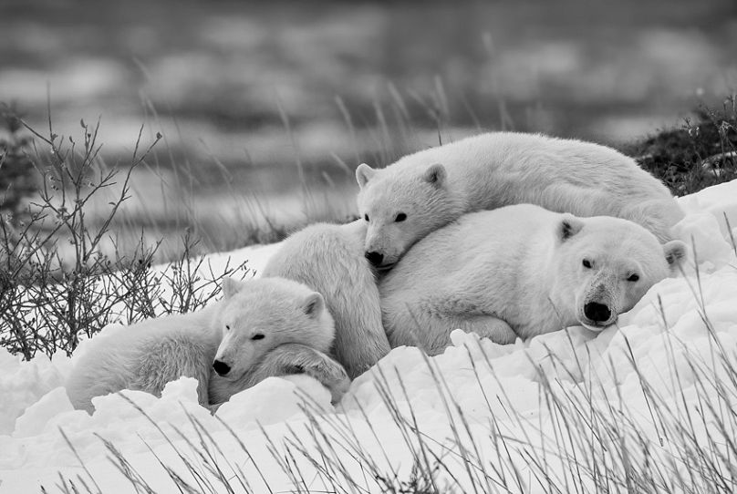 From polar bears to skateboarding rebels: The 2025 Sony World Photography Awards finalists unveiled 13 808x542 cmsv2 c0cbf431 b232 56b4 869c 7fbcf0b14262 9076220