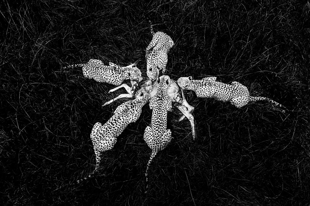 Des guépards se nourrissent d'un jeune bubale dans la réserve d'Olare, au Kenya. 