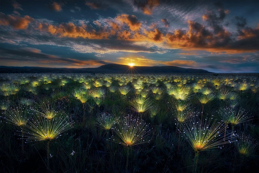 Des plantes de Paepalanthus brillent au coucher du soleil à Veadeiros Tablelands, au Brésil.