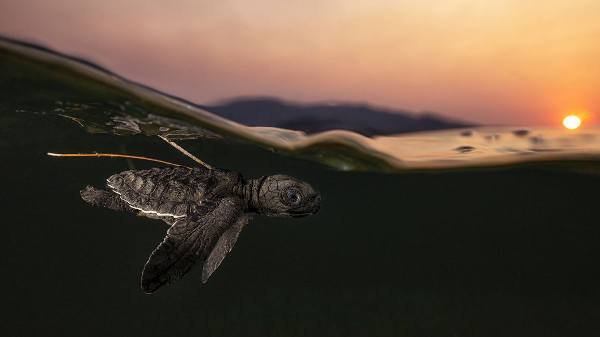 "Notre planète fragile" : de magnifiques photos, gagnantes du Prix mondial de la photographie de nature