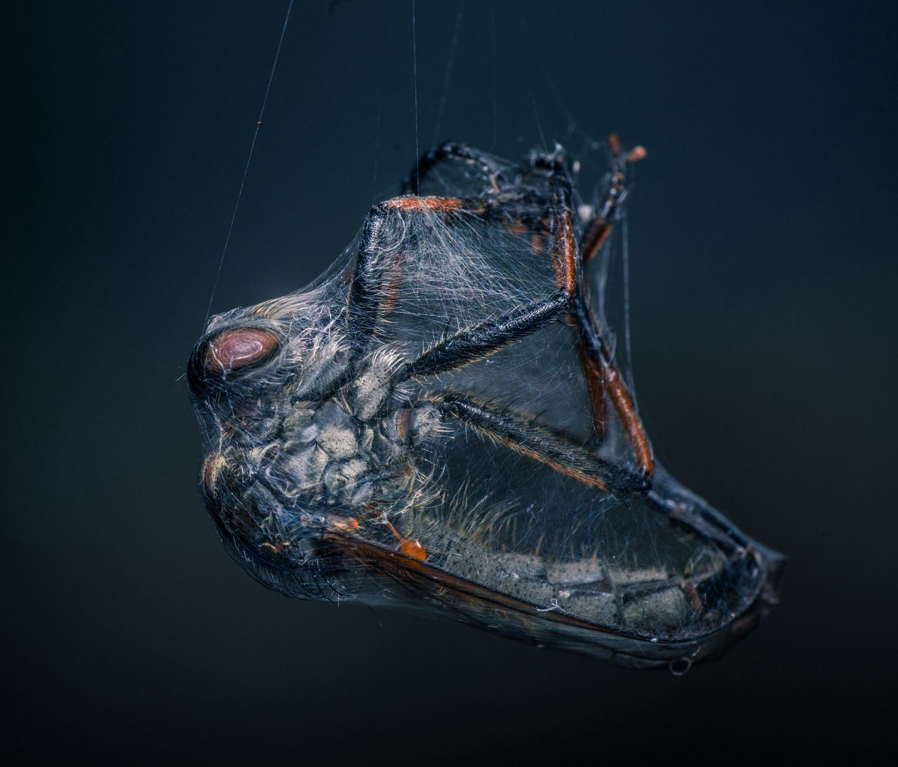 Une mouche voleuse dans une piège en Belgique. 