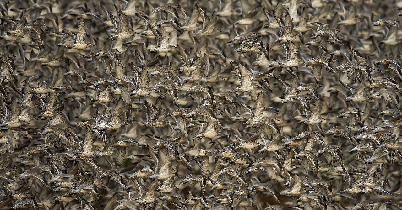 Troupeau de bécasseaux rouges dans le ciel de Snettisham, Norfolk, Angleterre.