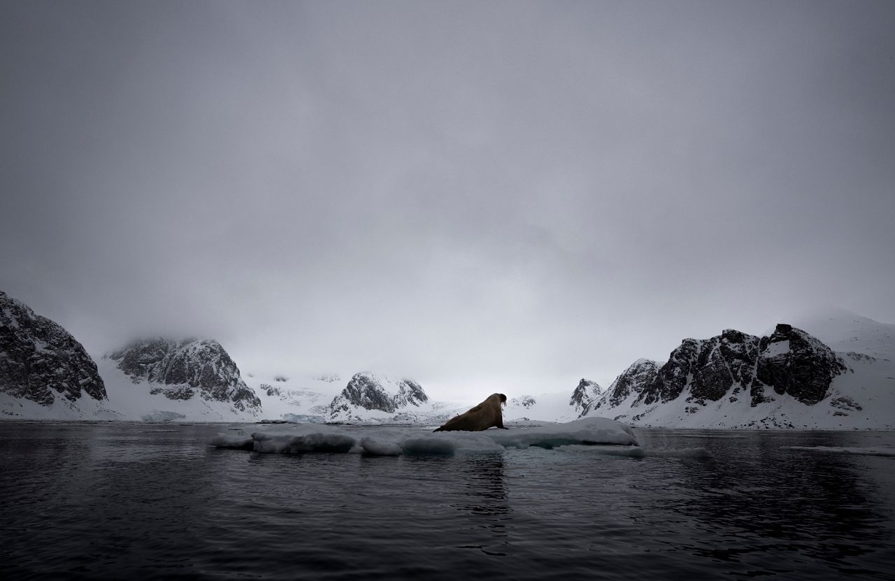 Un morse est assis sur un morceau de glace au Svalbard, en Norvège.