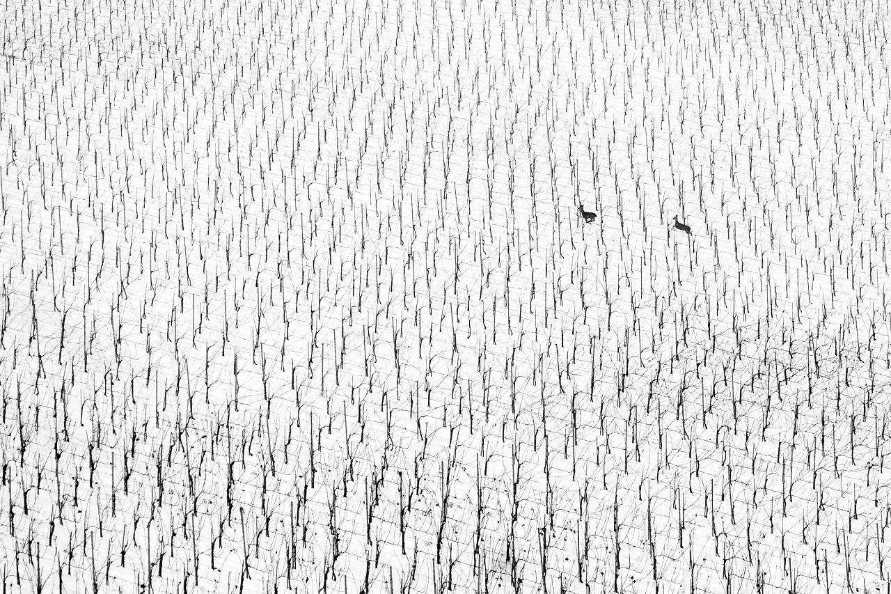 Les cerfs courant dans un vignoble enneigé en Slovénie. 