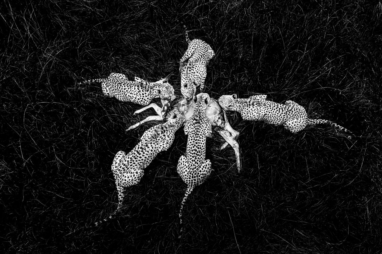 Cheetahs feed on a young hartebeest in the Olare Conservancy, Kenya. 