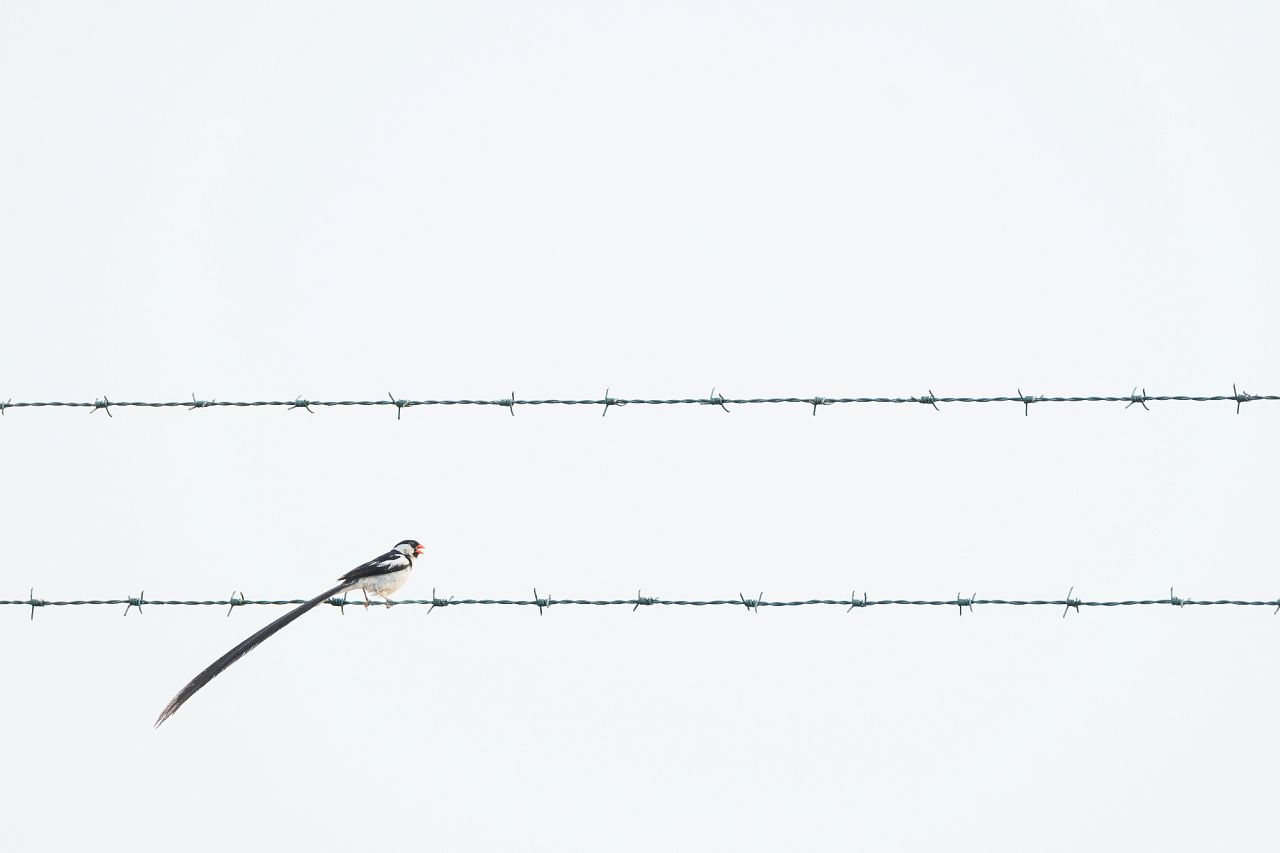 A male pin-tailed whydah (Vidua macroura) sits on barbed wire in Mandinari, Gambia.
