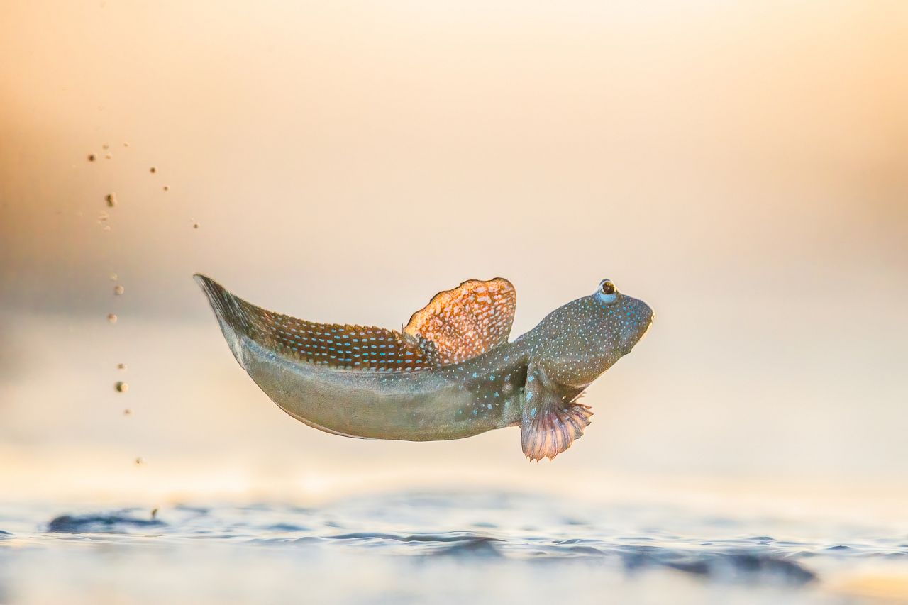 Blue-spotted mudskipper in Western Australia. 