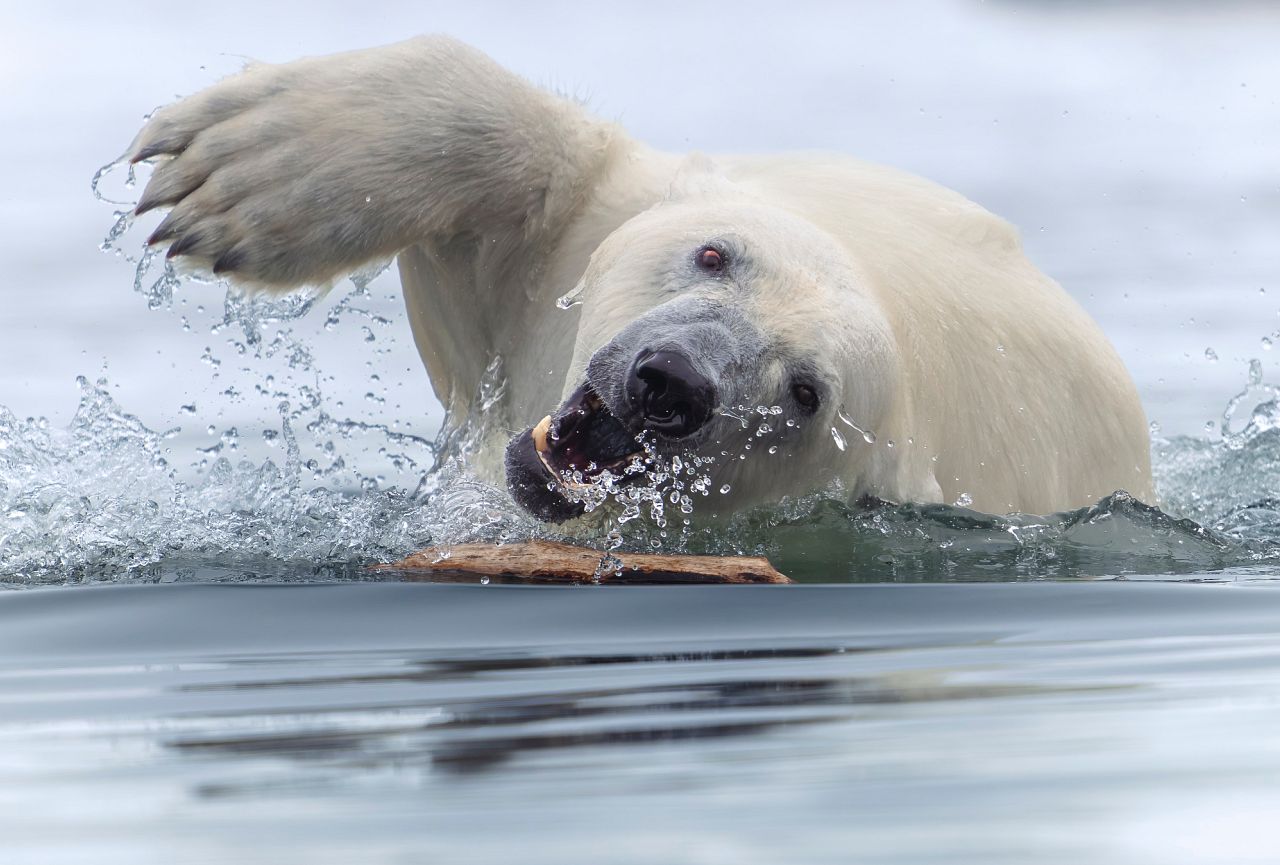 Un ours polaire joue avec un bâton dans l'archipel du Svalbard.