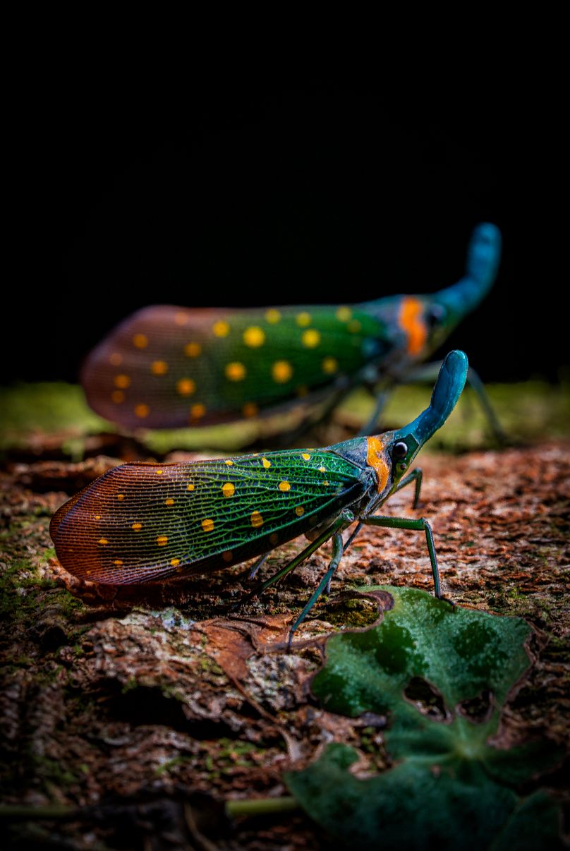 Mouches lanternes colorées en Malaisie.
