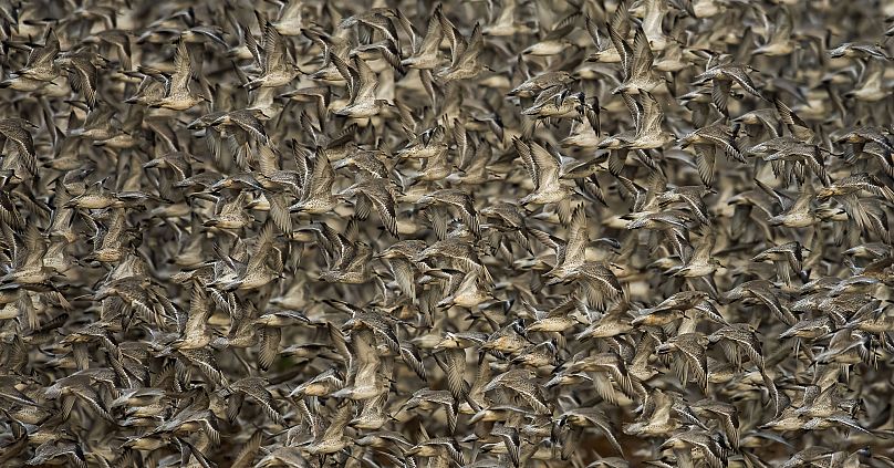 Una bandada de nudos rojos en el cielo sobre Snettisham, Norfolk, Inglaterra.