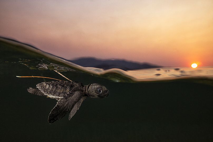 Une tortue de mer olivâtre nage près de la surface de Kasait, Timor-Leste