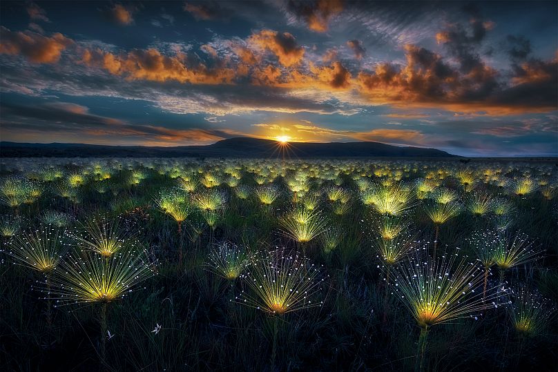 Las plantas de Paepalanthus brillan al atardecer en la meseta de Veadeiros, Brasil.