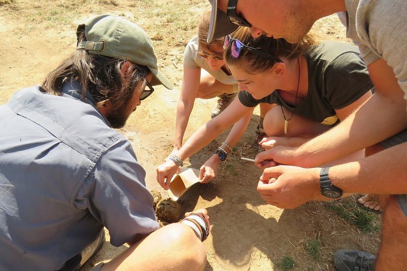 Volunteers collect dung. 