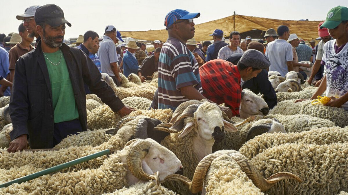 乾旱打擊的摩洛哥敦促人們不要為Eid al-Adha慶祝活動購買綿羊