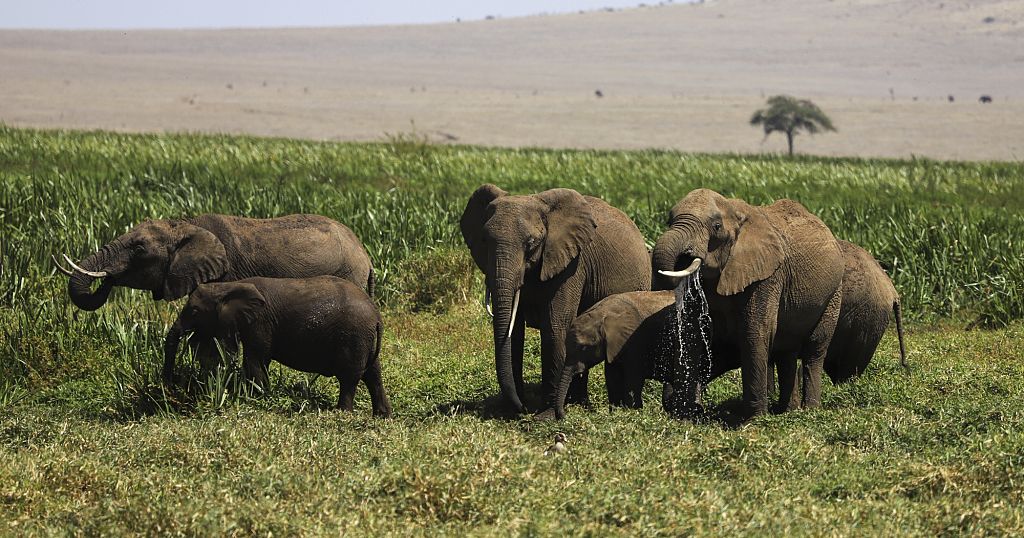 Kenyan conservationists push for wildlife corridors amid shrinking habitats