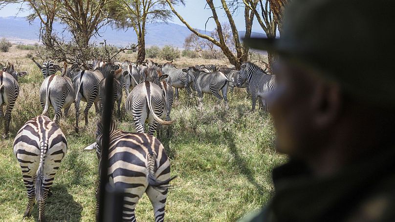 A ranger sits on a car past a group of zebras during the annual wildlife count at Lewa Wildlife Conservancy, Northern Kenya.