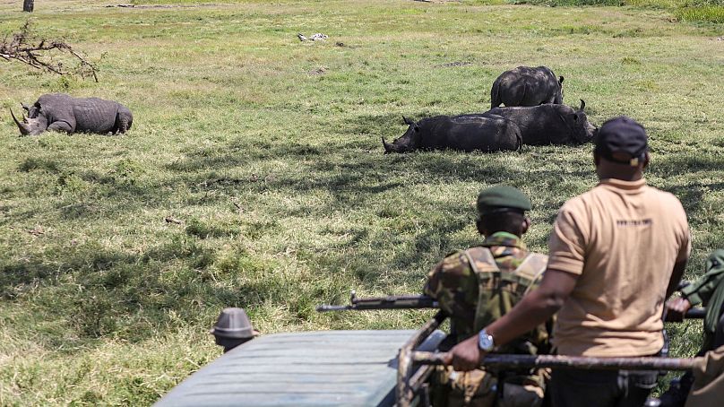 Lewa Wildlife Conservancy head of conservation and wildlife Dominic Maringa, right, gestures in the company of rangers during the annual wildlife count in Northern Kenya. 