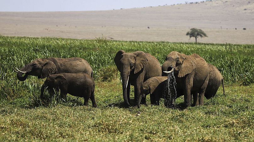 Elephants are seen during the annual wildlife count at Lewa Wildlife Conservancy, Northern Kenya, 27 February 2025. 
