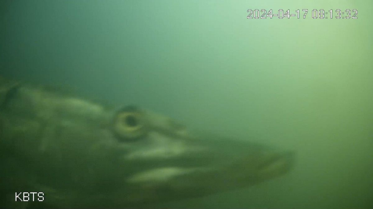 Millions have tuned in to ring this fish doorbell in the Netherlands