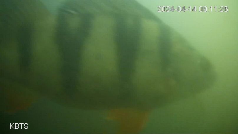European Perch swim past a Fish Doorbell camera in the Weerdsluis in Utrecht.