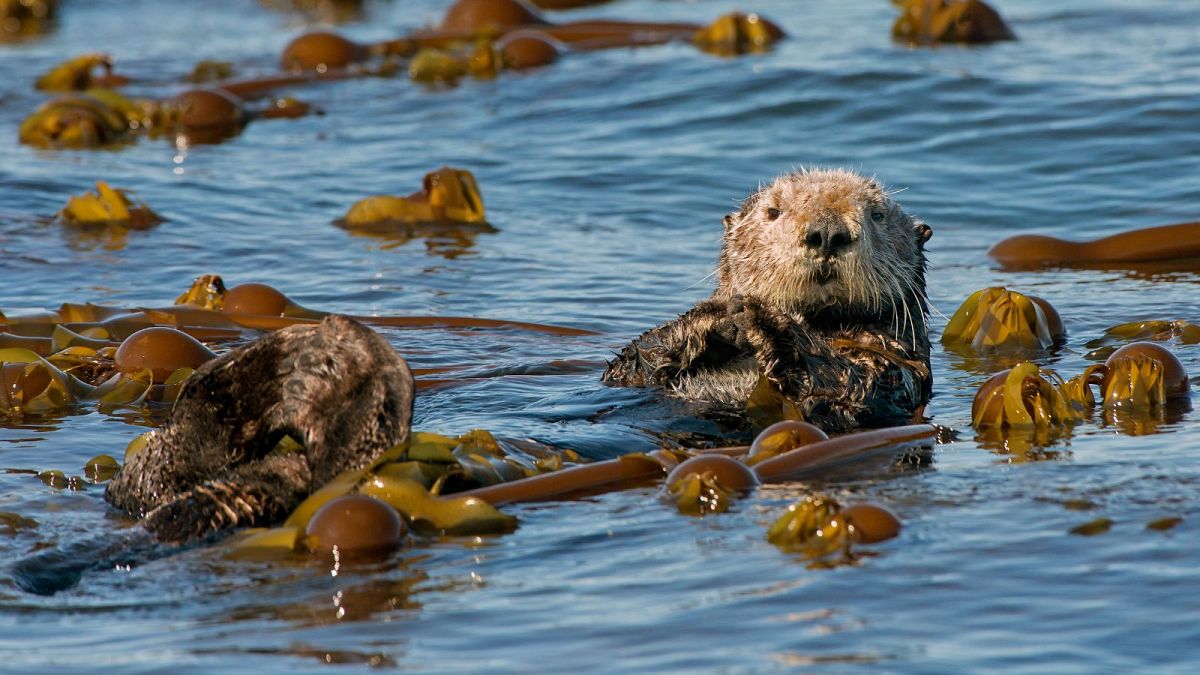 Kelp! Scientists discover more about how sea otters come to the rescue of undersea forests