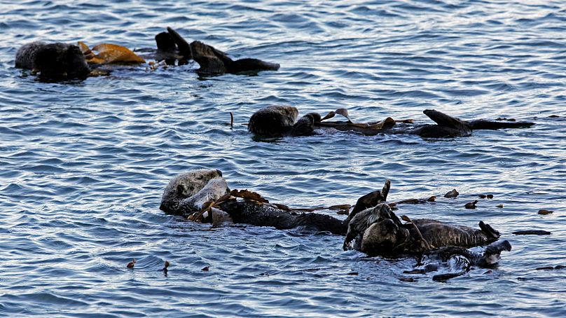 A group of sea otters are seen in kelp beds in Morro Bay, California, January 2010.