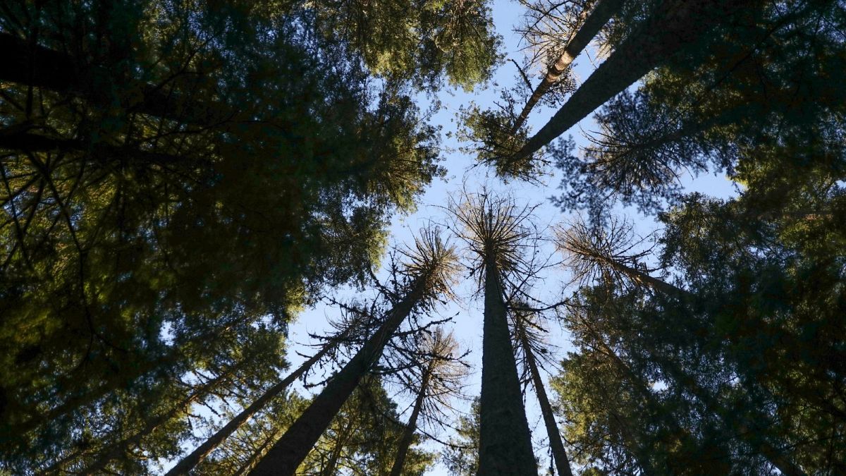 ‘God Squad’: Could Trump’s plan for increased logging make species extinct?