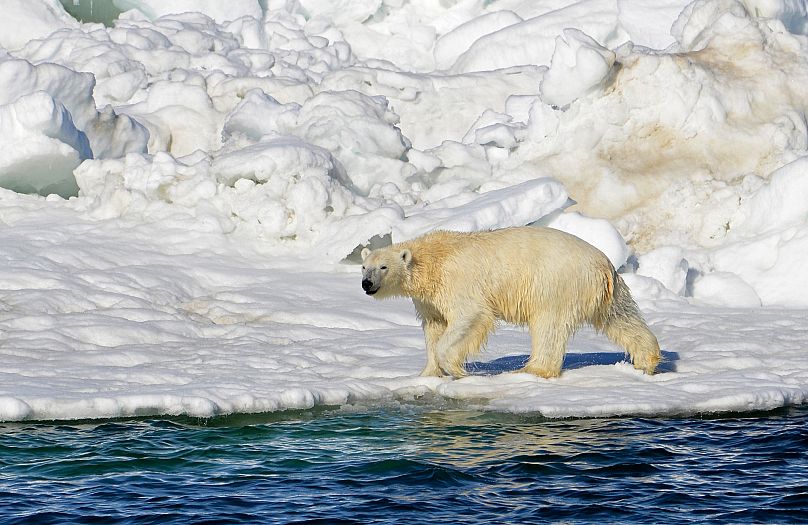 Sur cette photo d'archive du 15 juin 2014 publiée par l'U.S. Geological Survey, un ours polaire se sèche après s'être baigné dans la mer des Tchouktches, en Alaska.