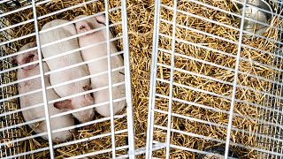 Ai maialini venivano negati cibo e acqua e sarebbero stati lasciati morire di fame.