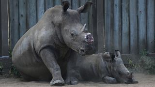 Afrique du Sud : le braconnage de rhinocéros a baissé de 16 % en 2024