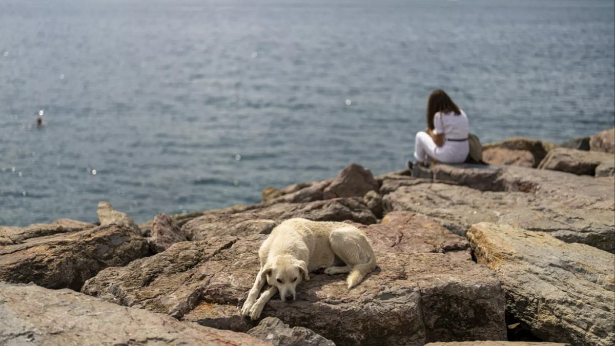 Turkey to fully enforce stray dog cull law, interior minister says