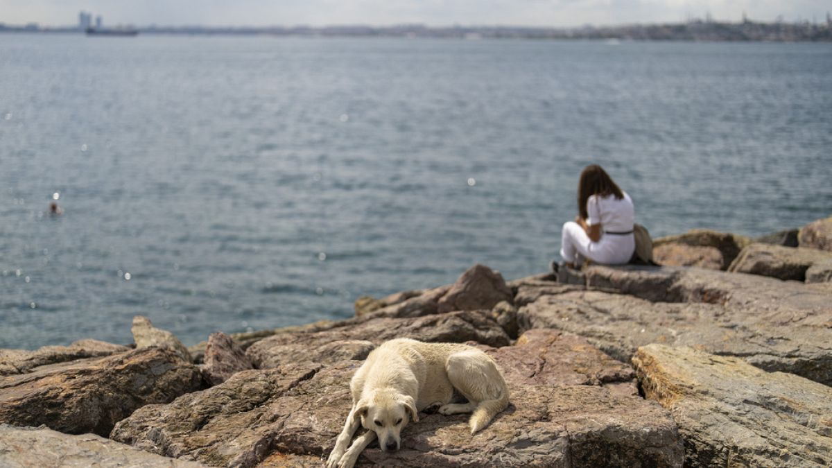 Turquie : la loi controversée sur les chiens errants sera pleinement appliquée