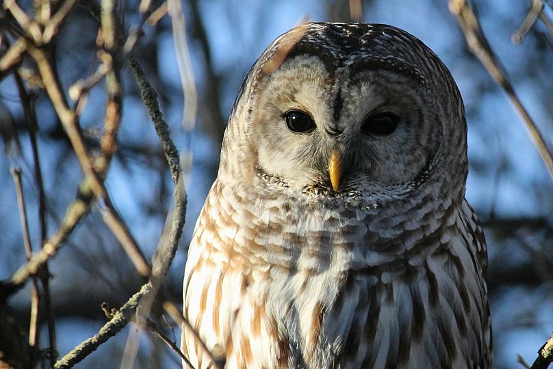 The barred owl is considered an invasive species.