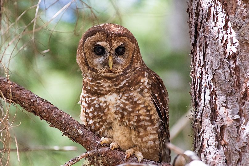 The northern spotted owl is considered endangered.