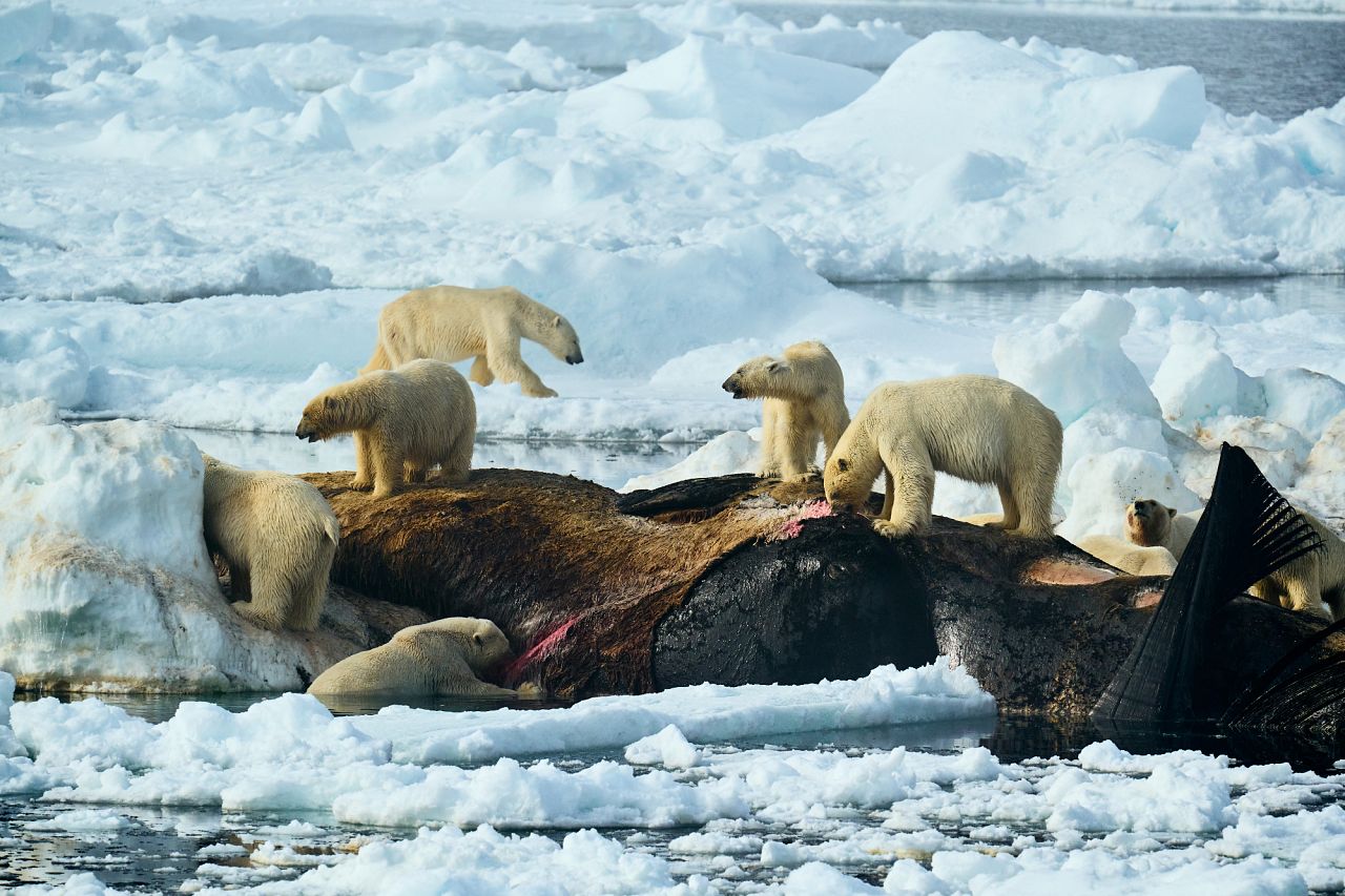 The Whale Raft