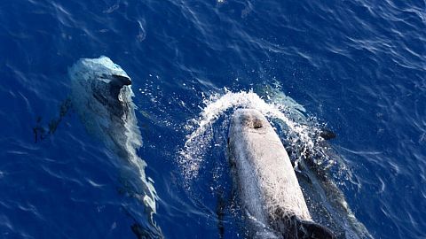 Delfini di Risso, avvistati durante un'indagine sui cetacei condotta da Greenpeace nel 2021 nella Fossa Ellenica.