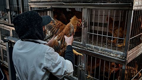 An employee grabs chickens to be slaughtered at a store in New York in February 2025.