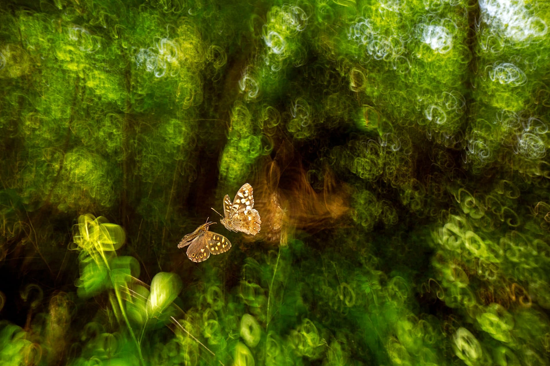 Voici les photos gagnantes des British Wildlife Photography Awards 2025 ...