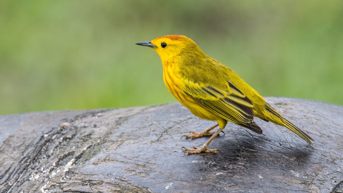 Traffic Noise Sparks Aggression in Galápagos Yellow Warblers