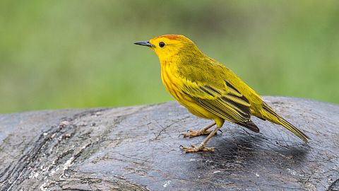 Un usignolo giallo siede sul dorso di una tartaruga delle Galápagos