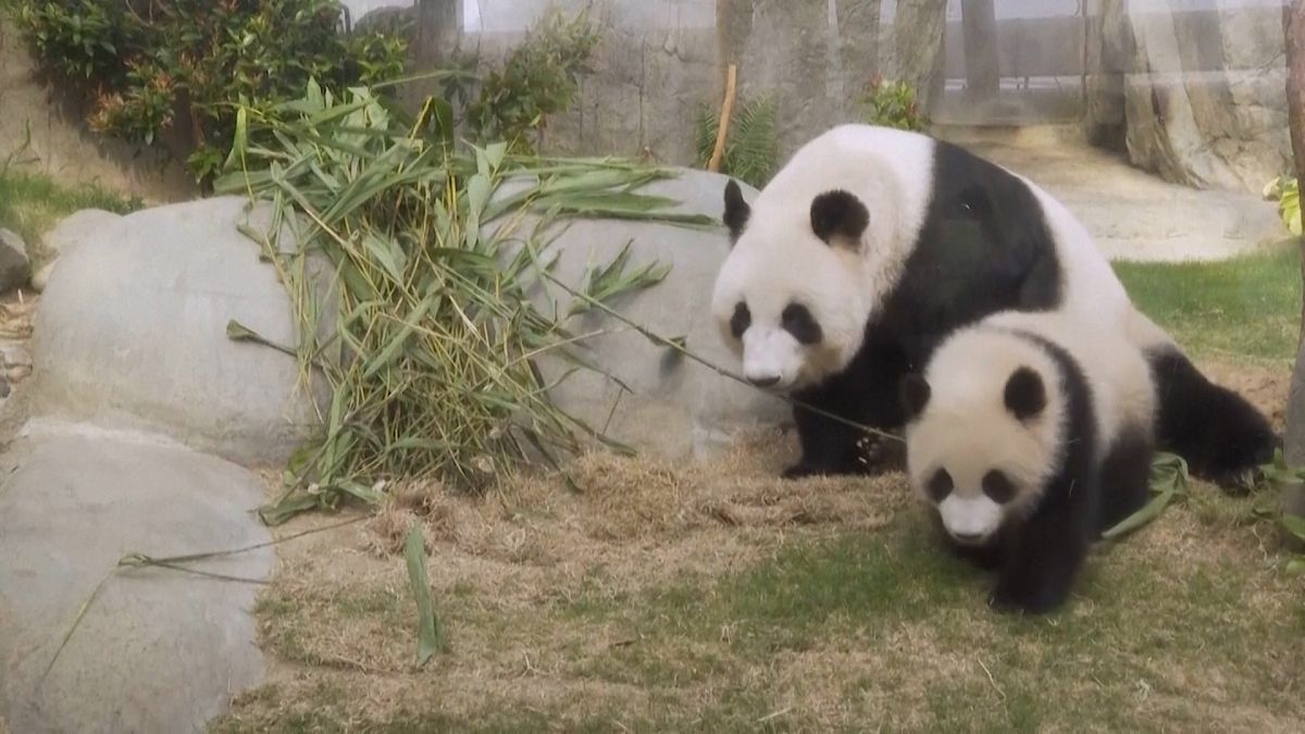 Première apparition publique des jumeaux pandas de Hong Kong à Ocean Park