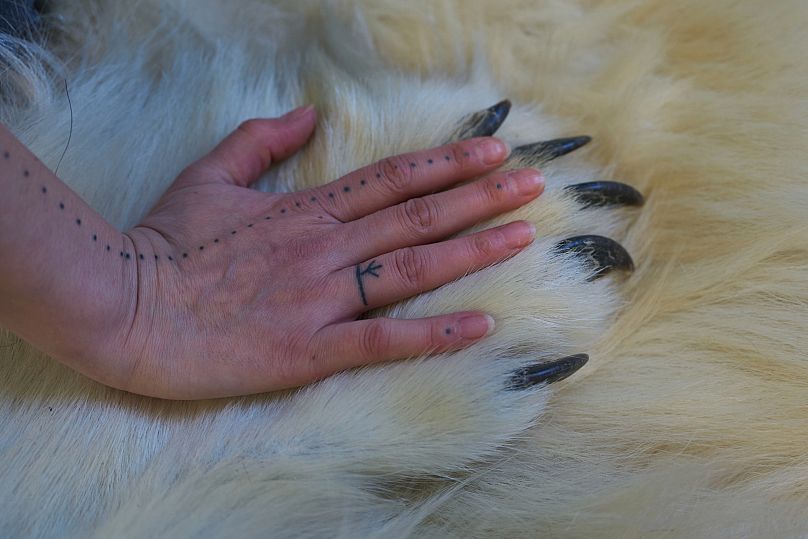 Szamanka Aviaja Rakel Sanimuinaq kładzie rękę na łapie niedźwiedzia polarnego, którego jej rodzina upolowała, a który teraz znajduje się u niej w pracowni