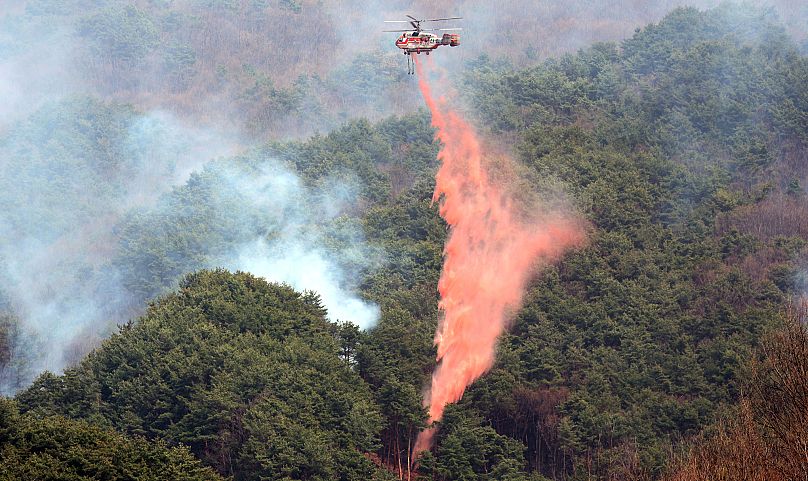 Ein Löschflugzeug fliegt über einem Waldgebiet im Südosten Südkoreas. 25. März 2025.