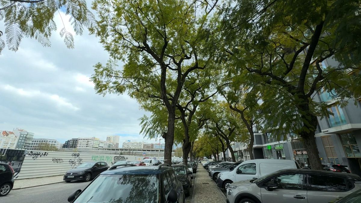 Polémique à Lisbonne pour sauver 47 jacarandas : les arbres sont menacés par la construction d'un parking