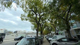 Os jacarandás que vão ser alvo de intervenção na Avenida 5 de Outubro 